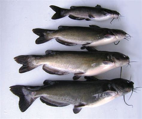 female channel catfish